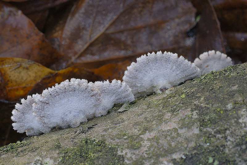 Schizophyllum commune